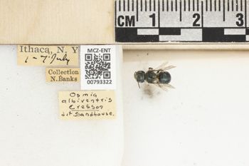 Media type: image;   Entomology 793322 Aspect: Labels